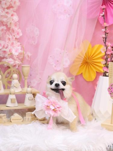 20250302momoちゃん